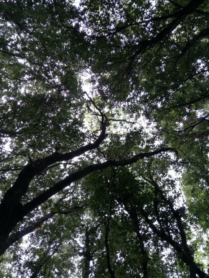Relais Il Giardino Fra Gli Ulivi Villa Torino di Sangro Exteriör bild