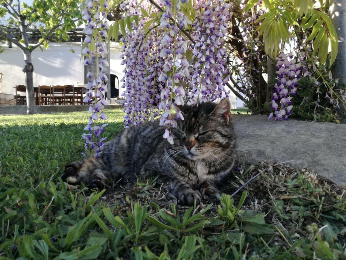 Relais Il Giardino Fra Gli Ulivi Villa Torino di Sangro Exteriör bild